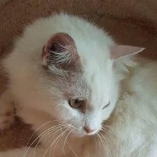 Avatar for Boyce Li from gravatar.com