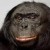 Avatar for gibonobo from gravatar.com