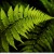Avatar for Qaminono from gravatar.com
