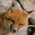 Avatar for foxy82 from gravatar.com