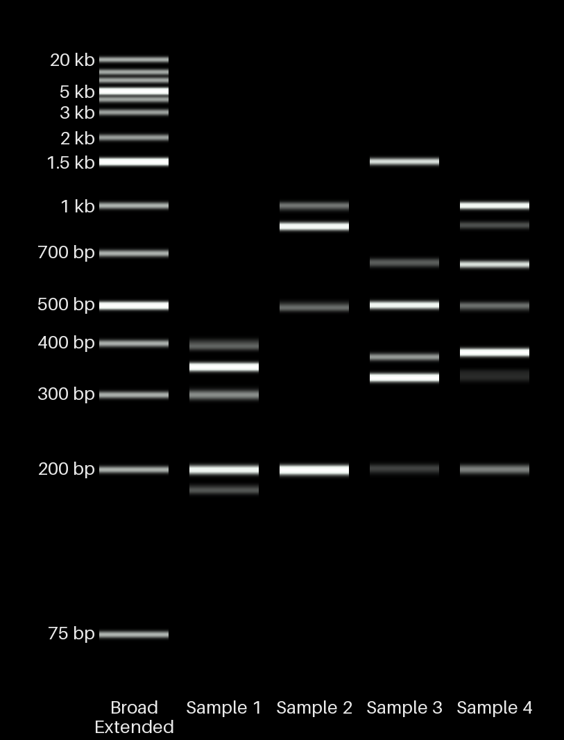 The same four sample gel rendered cleanly