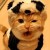 Avatar for aldreamlau from gravatar.com