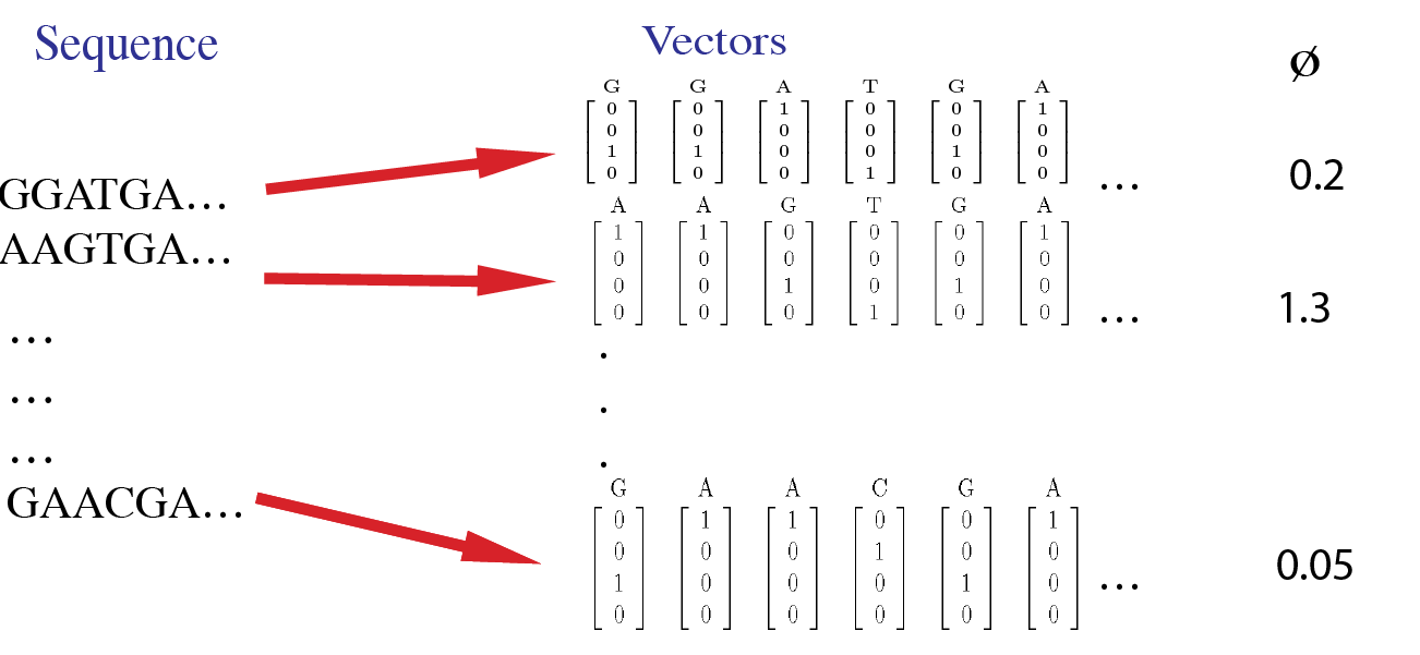 Figure showing sequence data that gets converted to vectors. Here, each sequence has a corresponding phenotype which is represented as a real number.