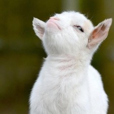 Avatar for LISTERINE from gravatar.com