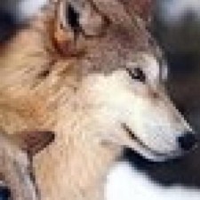 Avatar for peo3 from gravatar.com