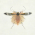 Avatar for dhobern from gravatar.com