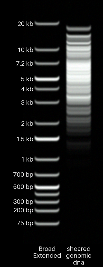 Sheared genomic DNA