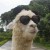 Avatar for answer.huang from gravatar.com