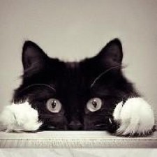 Avatar for easychen from gravatar.com