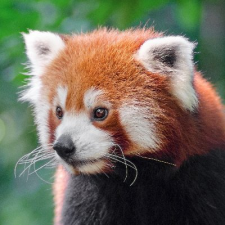 Avatar for felix_red_panda from gravatar.com