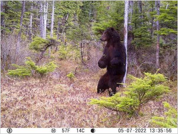 Bear scratching its back against a tree