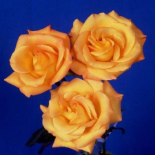 Avatar for Anita Odharia from gravatar.com