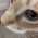 Avatar for ismite from gravatar.com