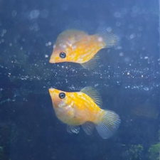 Avatar for Keijack Wu from gravatar.com