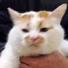 Avatar for Zhining Liu from gravatar.com