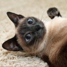 Avatar for Yu IHARA from gravatar.com