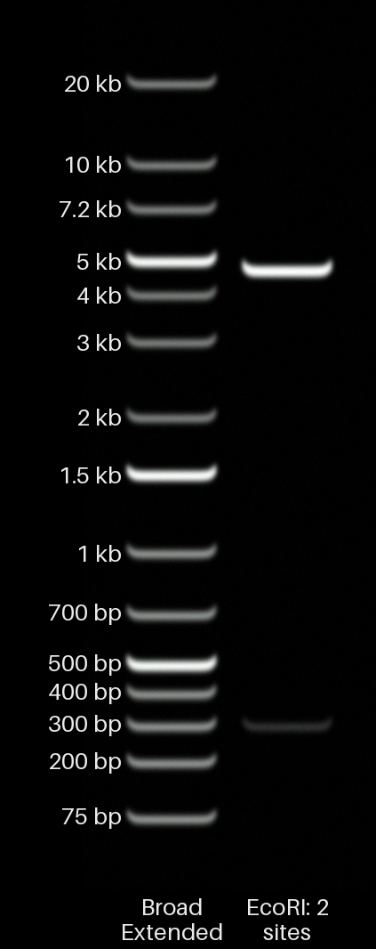 A 5 kb circular plasmid cut by EcoRI at two sites 300 bp apart