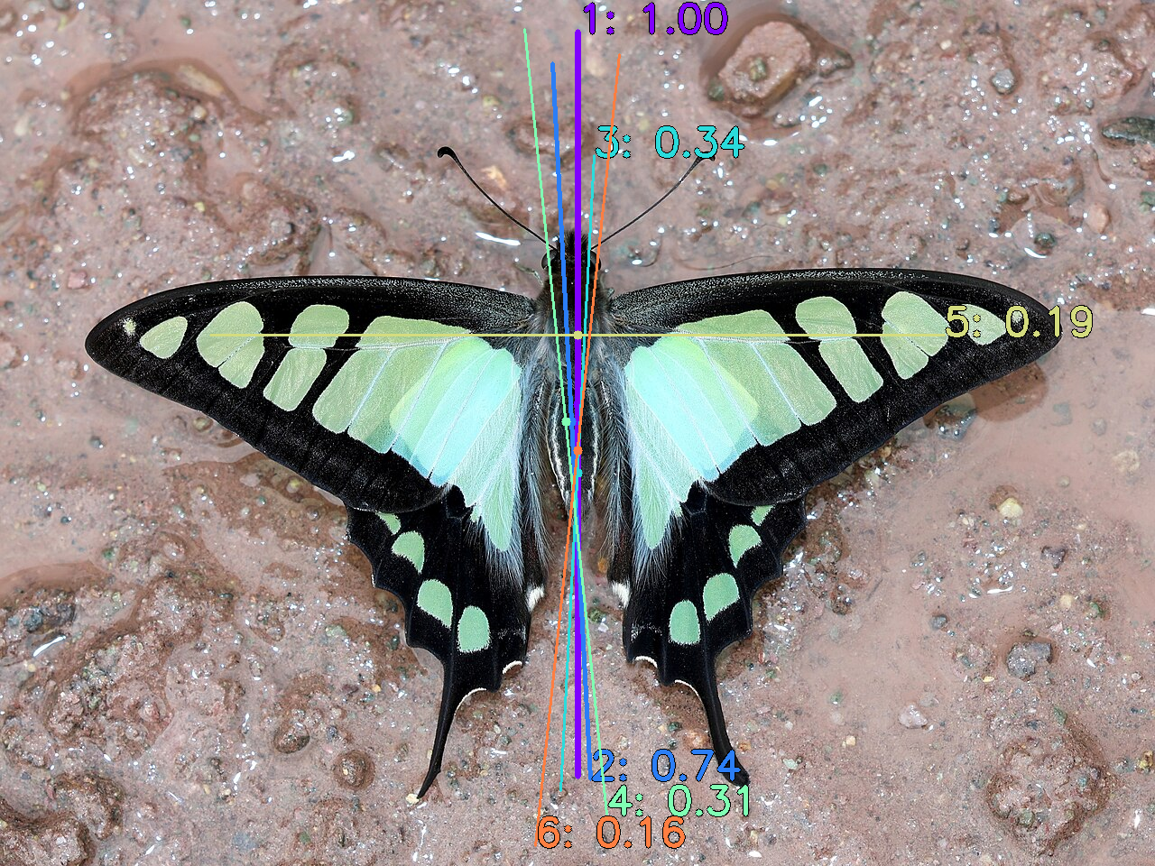 Detected symmetry axis on a natural image