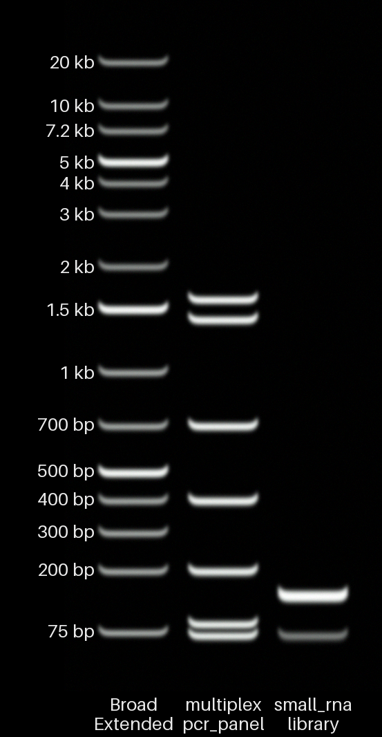 Multiplex PCR and small RNA