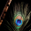 Avatar for bharatvansh from gravatar.com