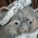 Avatar for salmonsnare from gravatar.com