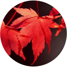 Avatar for honmaple from gravatar.com
