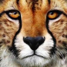 Avatar for amertkara from gravatar.com