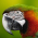Avatar for aslgraefe from gravatar.com