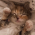 Avatar for ElishaFlacon from gravatar.com