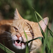 Avatar for Nicolas Bloyet from gravatar.com