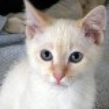 Avatar for Korakot Chaovavanich from gravatar.com