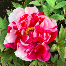 Avatar for Eli B from gravatar.com