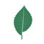 The nanotea leaf
