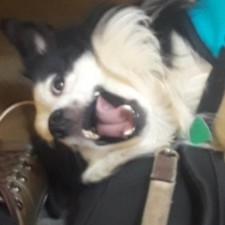 Avatar for Milo Szecket from gravatar.com