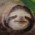 Avatar for DevoidSloth from gravatar.com