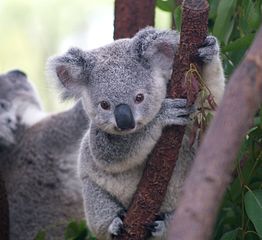 Image showing test_image (a picture of a Koala)