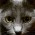 Avatar for drskur from gravatar.com