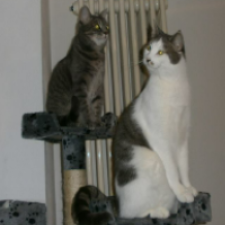 Avatar for ypsman from gravatar.com