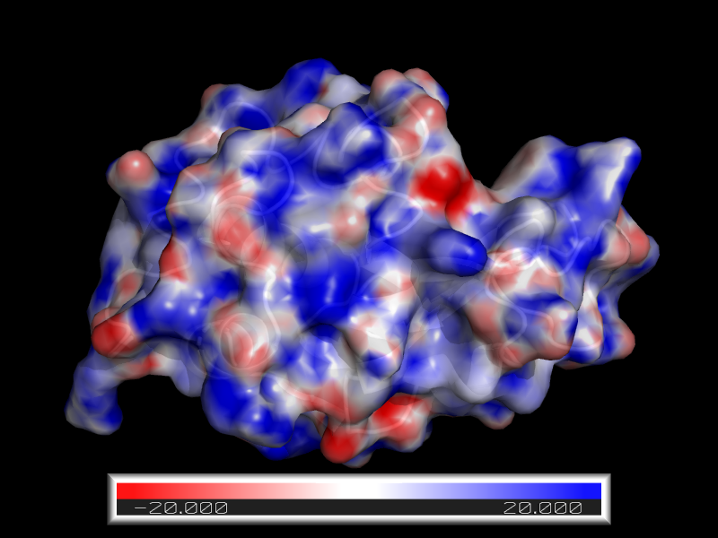Poisson-Boltzmann electrostatic surface of lysozyme (1LYZ)