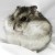 Avatar for mousedoc from gravatar.com
