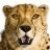 Avatar for samuelyip74 from gravatar.com