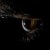 Avatar for evankrall from gravatar.com