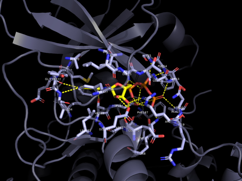 Ligand view of ATP in cAMP-dependent kinase (1ATP)