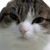 Avatar for spacecat from gravatar.com