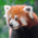 Avatar for felix_red_panda from gravatar.com