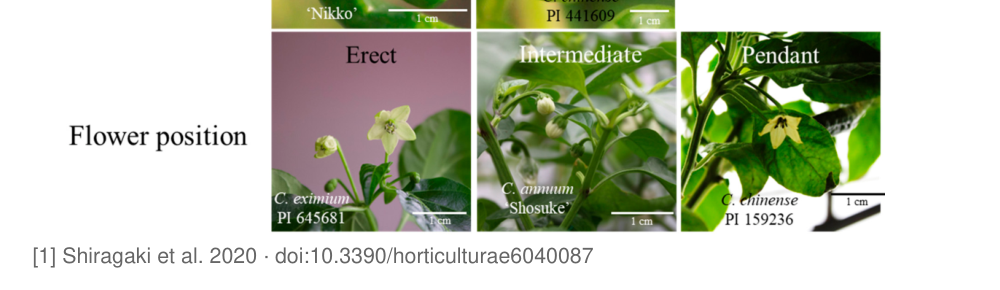 The bottom of a figure on an exported PDF page, with the small grey caption figcite wrote underneath: [1] Shiragaki et al. 2020 · doi:10.3390/horticulturae6040087