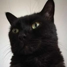 Avatar for Io. D from gravatar.com