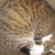 Avatar for nyank from gravatar.com