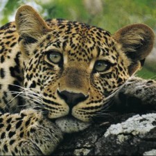 Avatar for Damith Senanayake from gravatar.com