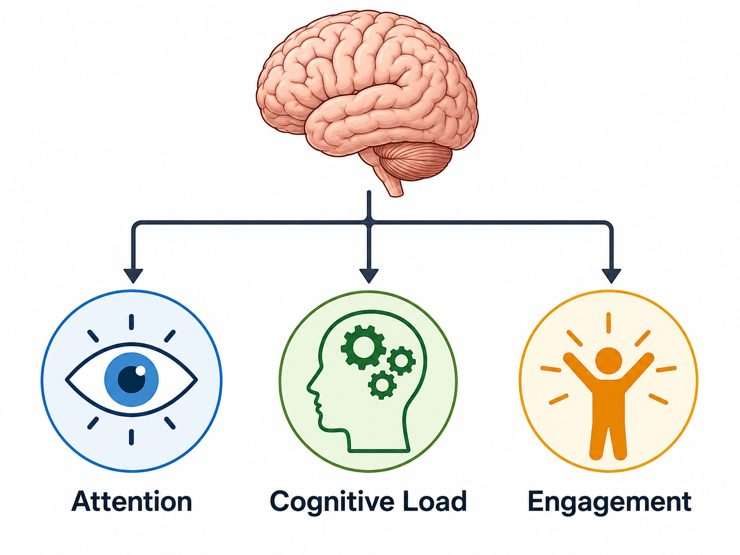 EEG modeling targets: attention, cognitive load, and engagement